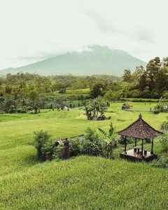 Rice Terraced Fields in Bali