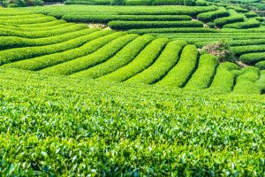 Exploring Coffee and Tea Plantations