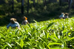 Exploring Coffee and Tea Plantations