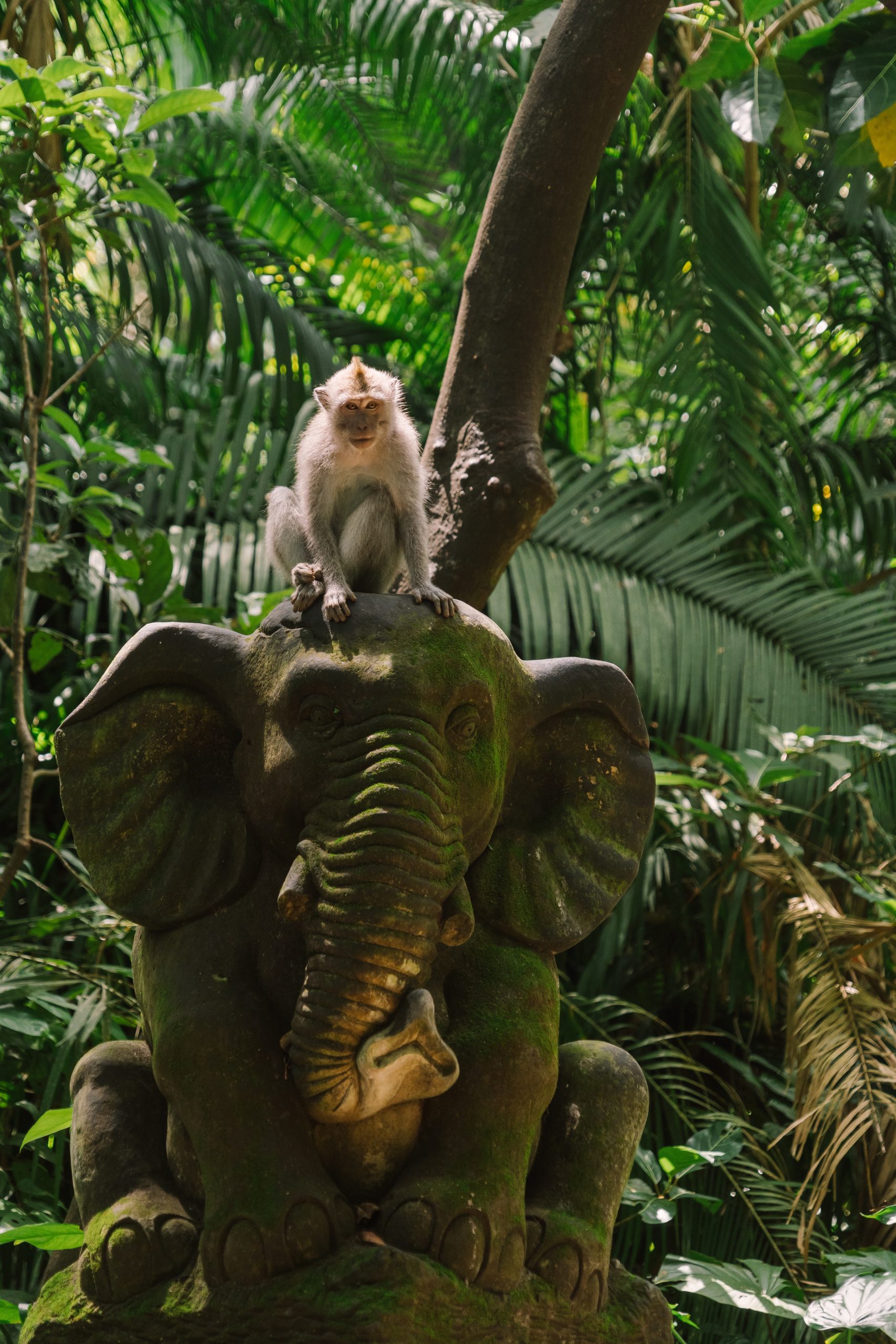 Wild Encounters Bali's Top Wildlife and Animal Experiences