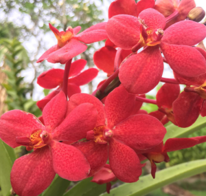 Exploring the Orchid Garden in Bali