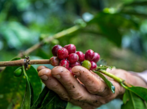 Sipping Into the Unique World of Kopi Luwak
